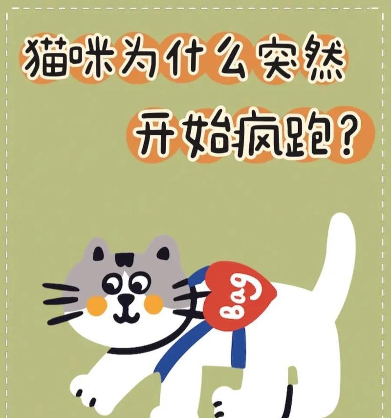 猫咪突然乱跑的原因揭秘，解析猫咪疯狂奔跑背后的行为奥秘