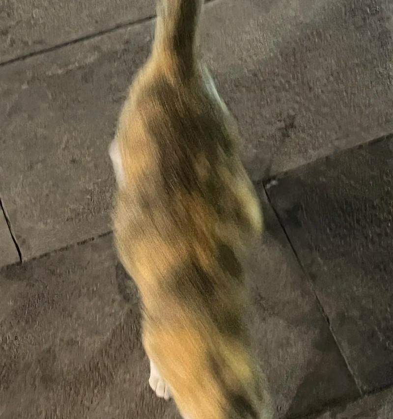 猫咪突然乱跑的原因揭秘，解析猫咪疯狂奔跑背后的行为奥秘