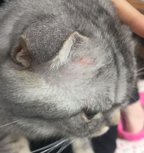 折耳病全解析:发病机理、症状影响与遗传防治指南 折耳病全解析:发病机理、症状影响与遗传防治指南