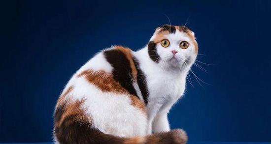 折耳病全解析:发病机理、症状影响与遗传防治指南 折耳病全解析:发病机理、症状影响与遗传防治指南