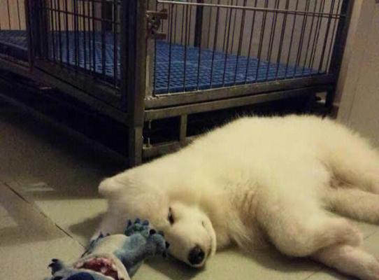 狗狗肾脏不好的15个常见症状，教你识别并守护宠物健康