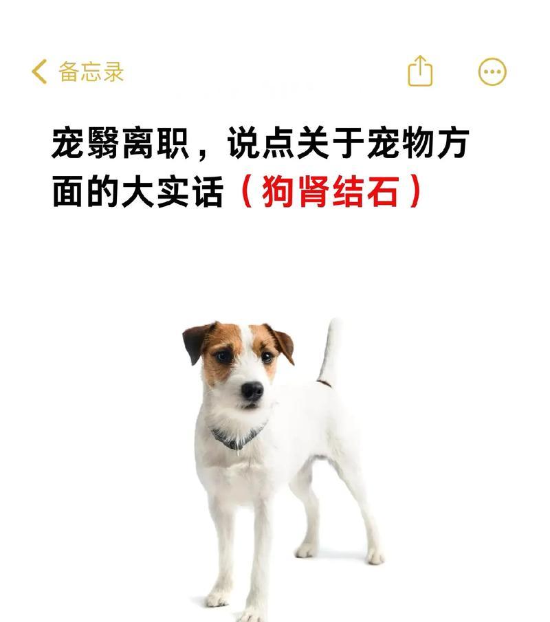 狗狗肾脏不好的15个常见症状，教你识别并守护宠物健康