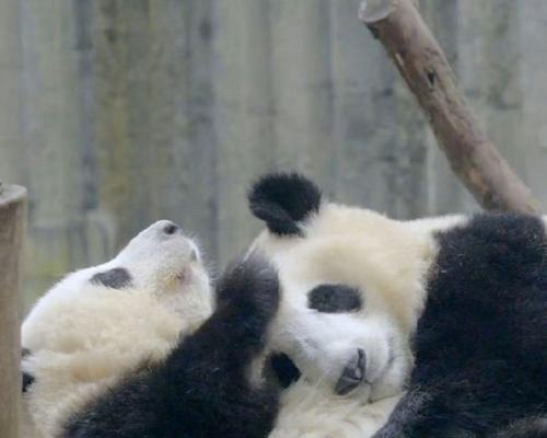 寝室安静宠物推荐:选择合适小动物打造舒适生活空间 寝室安静宠物推荐:选择合适小动物打造舒适生活空间