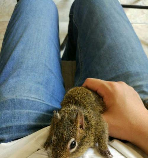 寝室安静宠物推荐:选择合适小动物打造舒适生活空间 寝室安静宠物推荐:选择合适小动物打造舒适生活空间