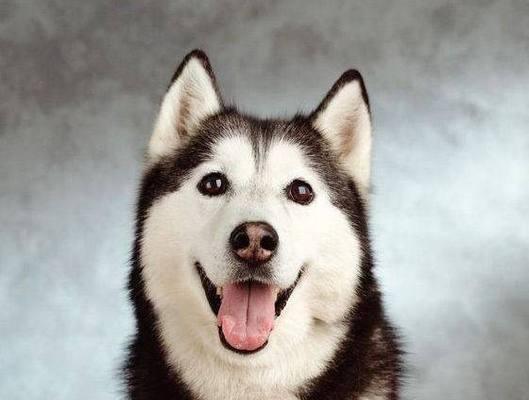 哈士奇爱吃草是为什么？揭秘背后的原因与健康影响