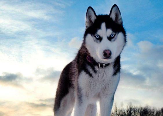 哈士奇爱吃草是为什么？揭秘背后的原因与健康影响