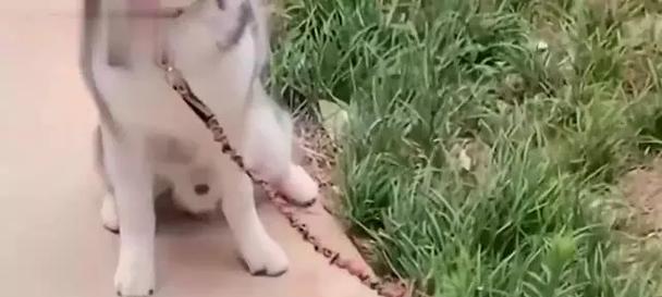 哈士奇爱吃草是为什么？揭秘背后的原因与健康影响