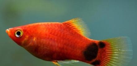 小鱼喂养技巧全解析:科学投喂与水质管理打造健康鱼缸 小鱼喂养技巧全解析:科学投喂与水质管理打造健康鱼缸