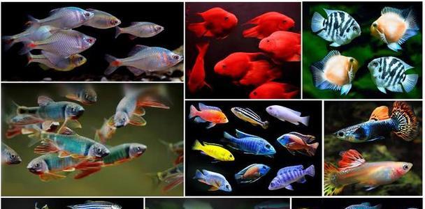 小鱼喂养技巧全解析:科学投喂与水质管理打造健康鱼缸 小鱼喂养技巧全解析:科学投喂与水质管理打造健康鱼缸