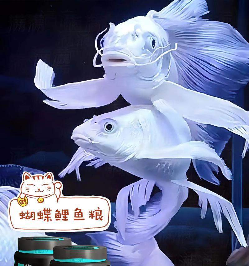 小鱼喂养技巧全解析:科学投喂与水质管理打造健康鱼缸 小鱼喂养技巧全解析:科学投喂与水质管理打造健康鱼缸