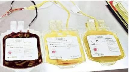 犬血浆医学应用解析：从抗体治疗到器官移植的关键作用