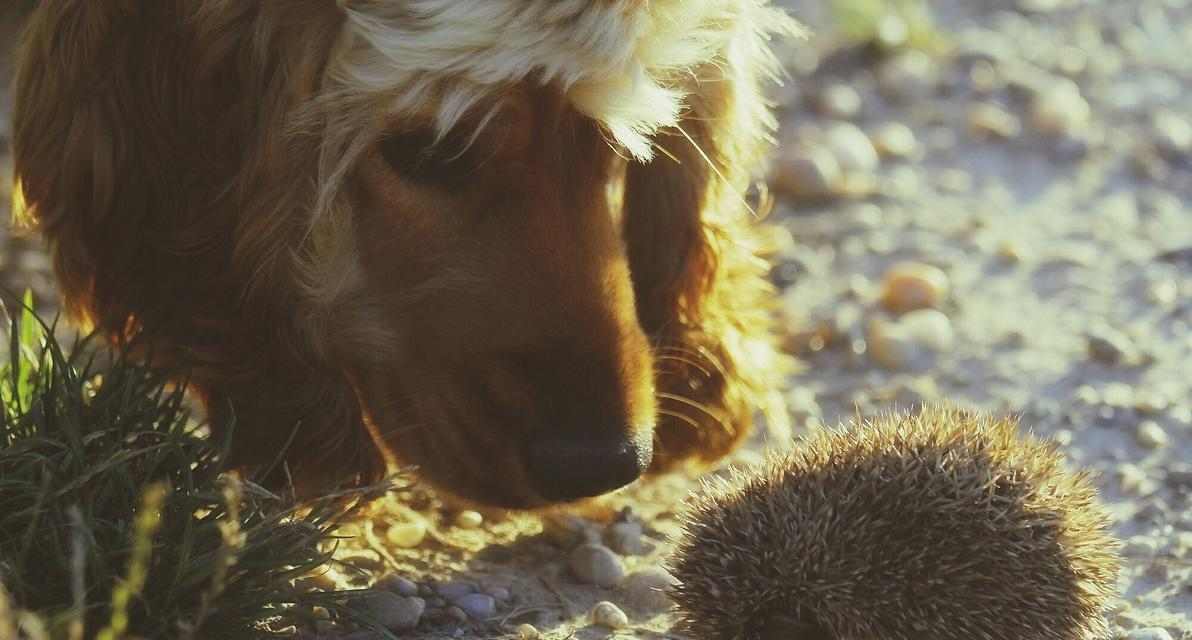 狗刺药用价值及研究进展,探索其潜力与应用前景 狗刺药用价值及研究进展,探索其潜力与应用前景