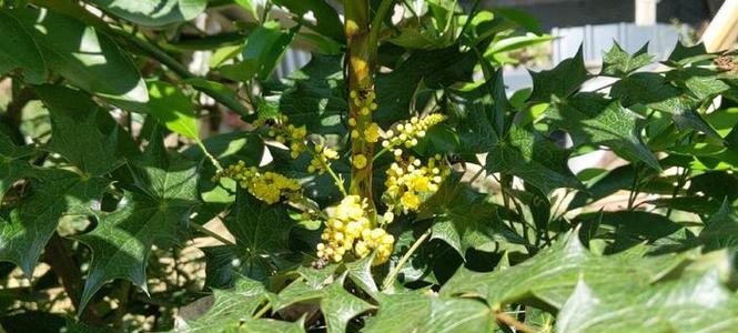 狗刺药用价值及研究进展,探索其潜力与应用前景 狗刺药用价值及研究进展,探索其潜力与应用前景