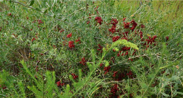 狗刺药用价值及研究进展,探索其潜力与应用前景 狗刺药用价值及研究进展,探索其潜力与应用前景