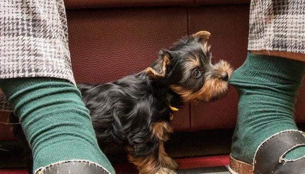 成年狗便血原因分析与应对方法，守护爱犬健康