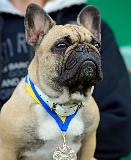短白毛大耳朵狗的品种特征与饲养指南 短白毛大耳朵狗的品种特征与饲养指南