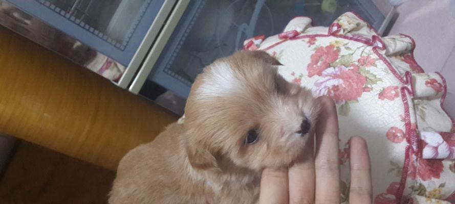 短白毛大耳朵狗的品种特征与饲养指南 短白毛大耳朵狗的品种特征与饲养指南