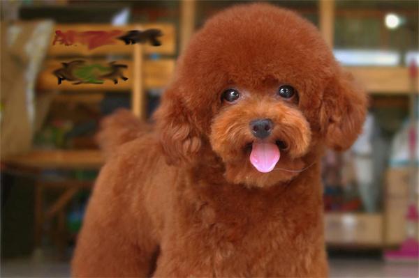 狗狗口臭原因与科学解决方法,轻松告别宠物口腔异味 狗狗口臭原因与科学解决方法,轻松告别宠物口腔异味