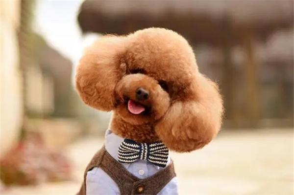 狗狗口臭原因与科学解决方法,轻松告别宠物口腔异味 狗狗口臭原因与科学解决方法,轻松告别宠物口腔异味