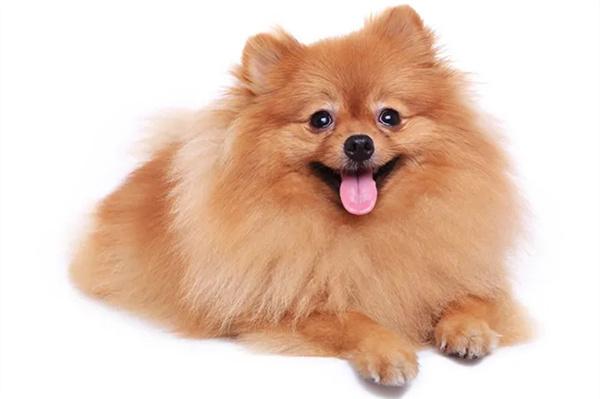 狗狗不停吠叫的常见原因与有效解决方法