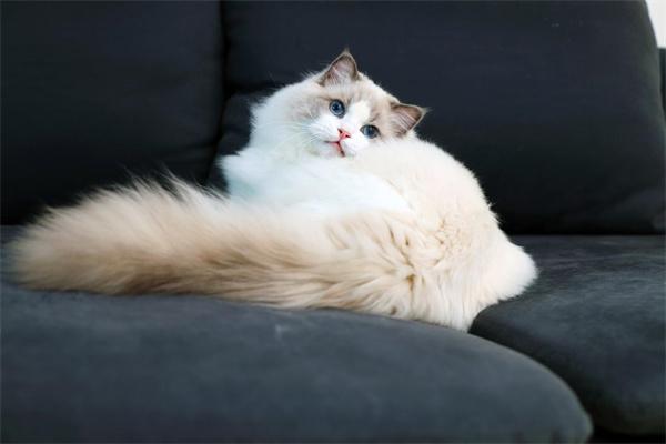 猫咪尾巴溃烂原因解析与家庭护理治疗方法 猫咪尾巴溃烂原因解析与家庭护理治疗方法