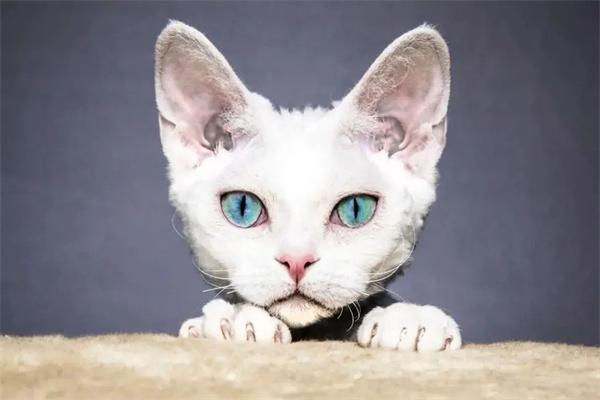 猫咪尾巴溃烂原因解析与家庭护理治疗方法 猫咪尾巴溃烂原因解析与家庭护理治疗方法