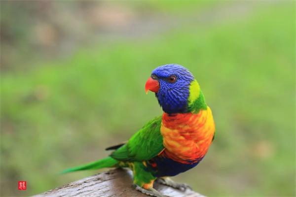 宠物鸟翅膀修剪指南与安全控制飞行技巧