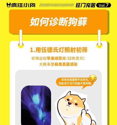 狗皮肤病常用药物指南：如何为爱犬选择正确治疗方案
