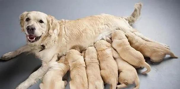 狗狗产后饮食禁忌与喂养注意事项全解析