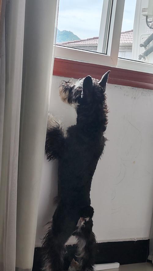 狗狗摇尾巴的含义解析:不同动作背后的情绪与原因 狗狗摇尾巴的含义解析:不同动作背后的情绪与原因