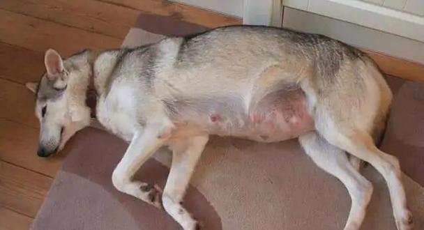 狗狗产后饮食禁忌与喂养注意事项全解析