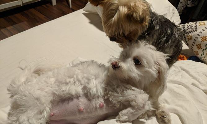 狗狗产后饮食禁忌与喂养注意事项全解析