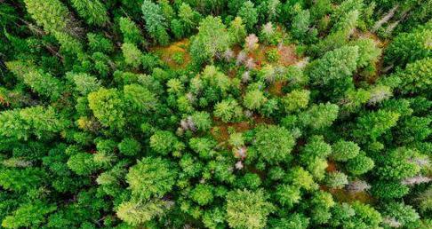 金鱼产卵环境优化关键因素与饲养指南