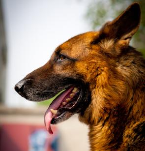 被宠物狗咬伤后应避免的15类食物及健康危害解析