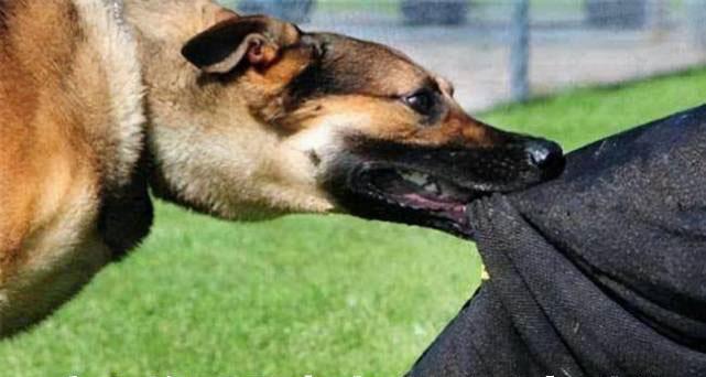 被宠物狗咬伤后应避免的15类食物及健康危害解析