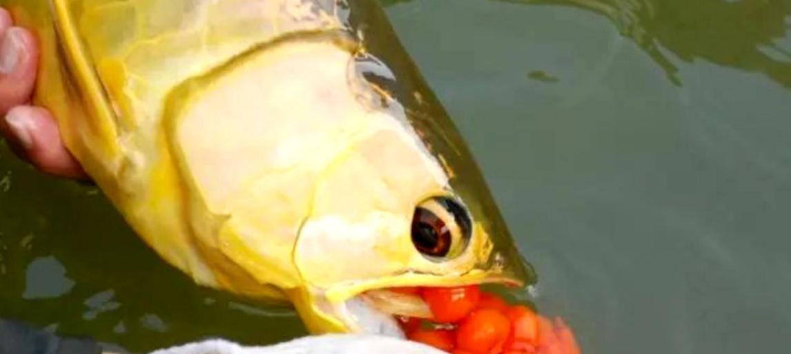 金鱼产卵环境优化关键因素与饲养指南