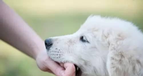 被宠物狗咬伤后应避免的15类食物及健康危害解析