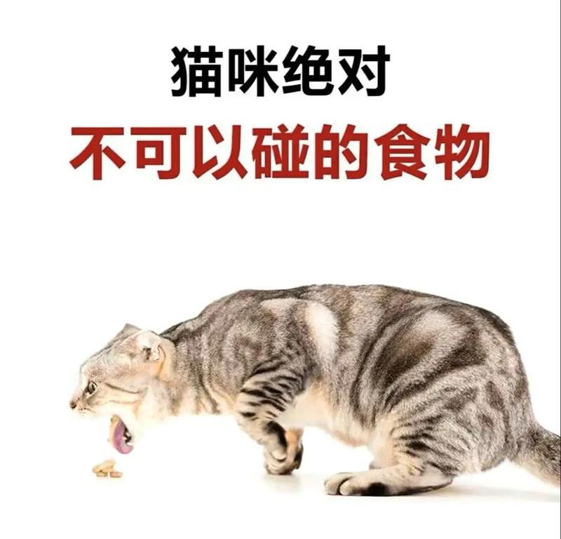 猫咪清淡饮食指南:健康吃法与营养搭配全解析 猫咪清淡饮食指南:健康吃法与营养搭配全解析