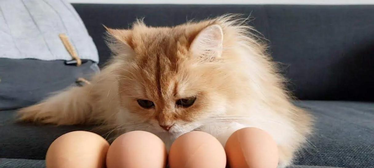 猫咪清淡饮食指南:健康吃法与营养搭配全解析 猫咪清淡饮食指南:健康吃法与营养搭配全解析