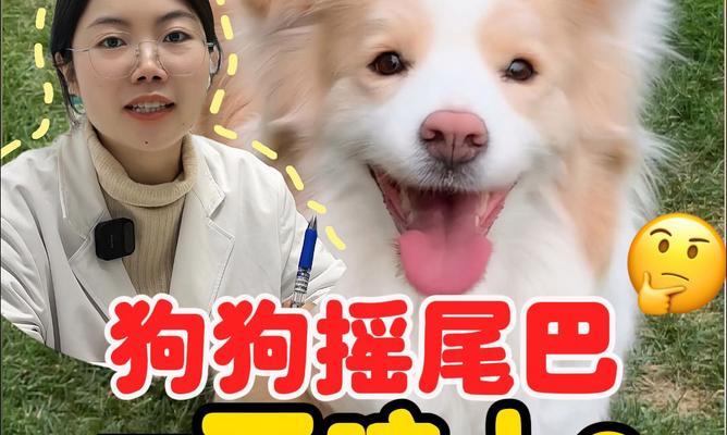狗狗摇尾巴的含义解析:不同动作背后的情绪与原因 狗狗摇尾巴的含义解析:不同动作背后的情绪与原因