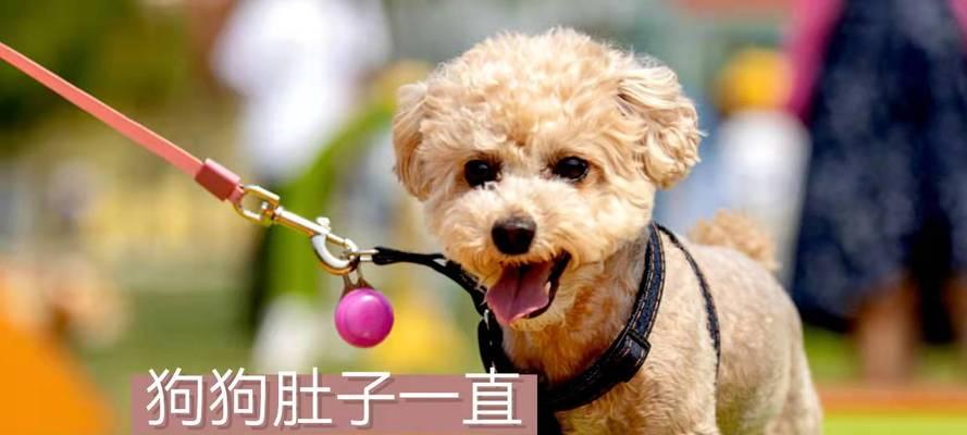 小狗咕咕叫原因全解析，如何应对狗狗不同情绪表达