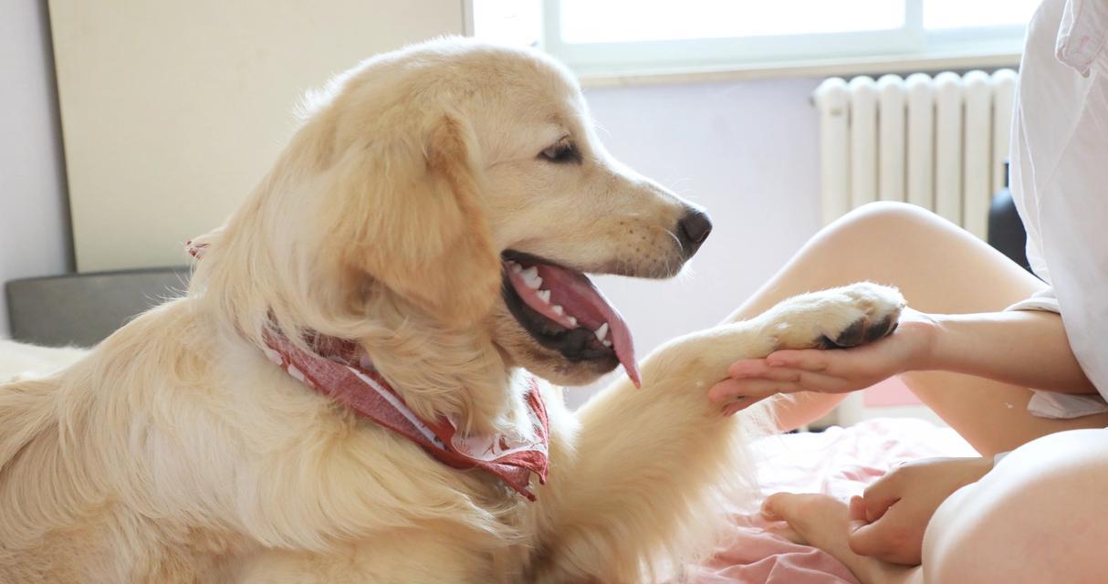 狗狗频繁舔嘴巴原因分析与解决方法，关注宠物健康信号