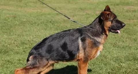 如何挑选自贡优质德牧种公?关键因素与选择指南 如何挑选自贡优质德牧种公?关键因素与选择指南