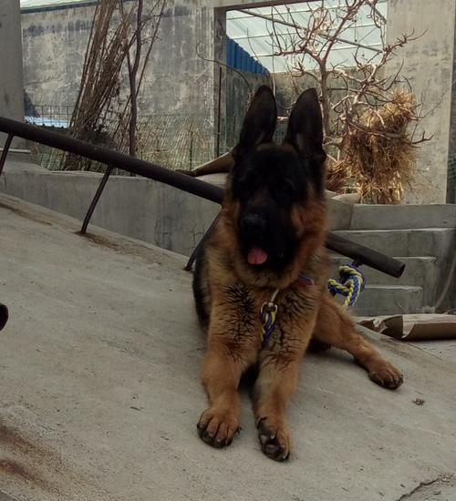 如何挑选自贡优质德牧种公?关键因素与选择指南 如何挑选自贡优质德牧种公?关键因素与选择指南