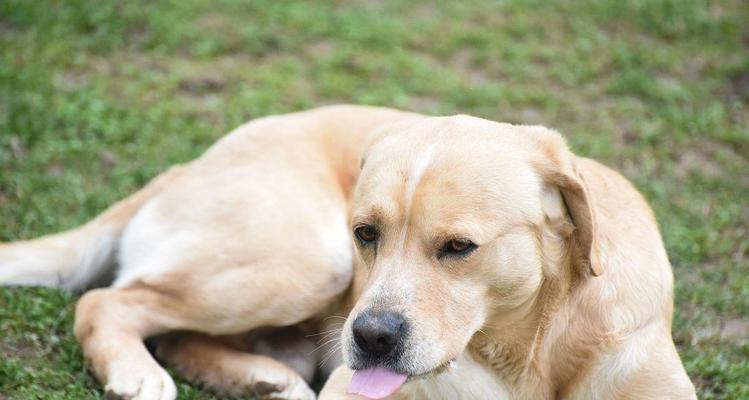 狗狗频繁舔嘴巴原因分析与解决方法，关注宠物健康信号