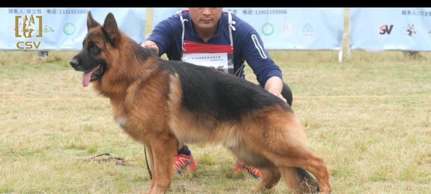 如何挑选自贡优质德牧种公?关键因素与选择指南 如何挑选自贡优质德牧种公?关键因素与选择指南