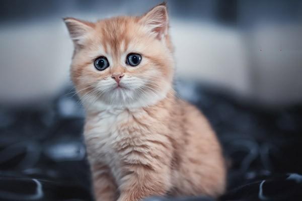 犬猫口腔异物症状与治疗：流涎采食困难怎么办？