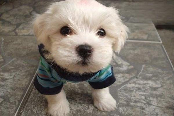 犬猫口腔炎症状识别与治疗方案详解