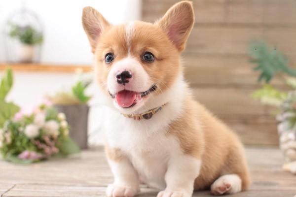 犬猫咽麻痹症状与治疗方案解析：识别吞咽障碍的关键信号