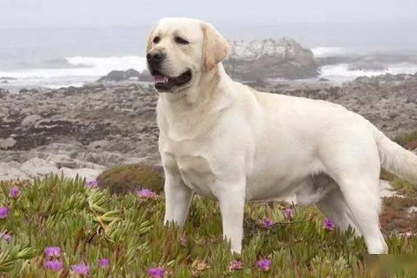 犬猫咽炎的症状识别与针对性治疗方案解析